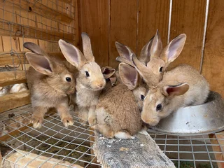 Flemish giant rabbit