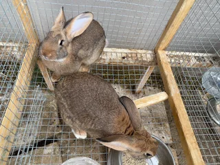 Flemish giant rabbit