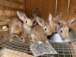Flemish giant rabbit