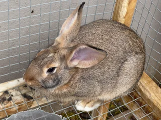 Flemish giant rabbit