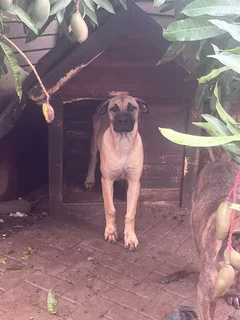 Puppy looking for a new home