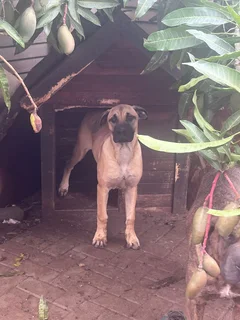 Puppy looking for a new home