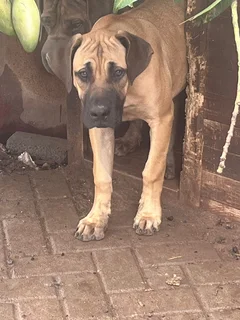 Puppy looking for a new home