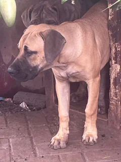 Puppy looking for a new home