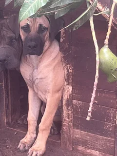 Puppy looking for a new home