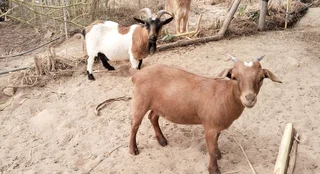 Nigerian Dwarf Pygmy Pet Goats