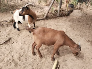 Nigerian Dwarf Pygmy Pet Goats