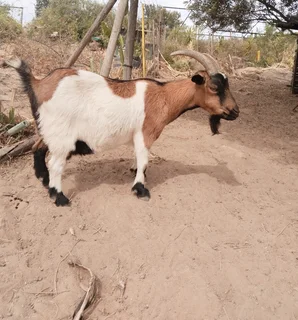 Nigerian Dwarf Pygmy Pet Goats