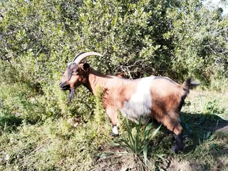 Nigerian Dwarf Pygmy Pet Goats