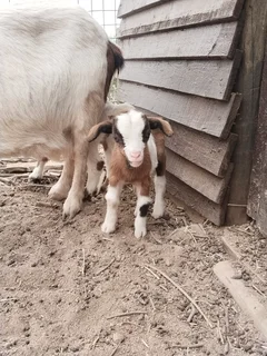 Mother Nigerian Dwarf Pygmy Goat with baby boy