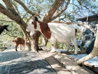 Mother Nigerian Dwarf Pygmy Goat with baby boy