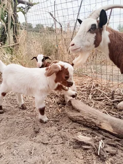 Mother Nigerian Dwarf Pygmy Goat with baby boy