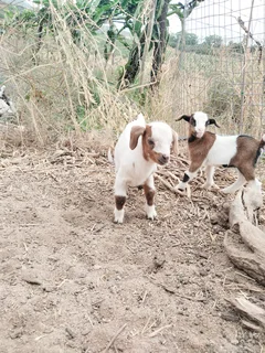 Mother Nigerian Dwarf Pygmy Goat with baby boy