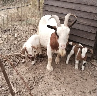 Mother Nigerian Dwarf Pygmy Goat with baby boy
