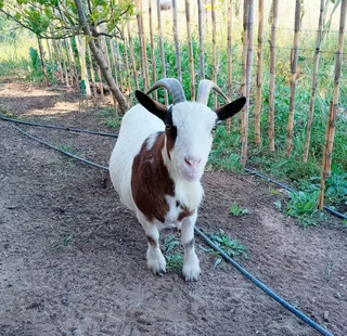 Mother Nigerian Dwarf Pygmy Goat with baby boy