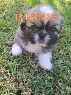 Pekingese puppies