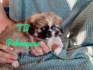 Beautiful miniature blue eye pekingese babies available