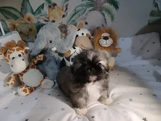 Stunning miniature pekingese puppies