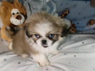 Stunning miniature pekingese puppies