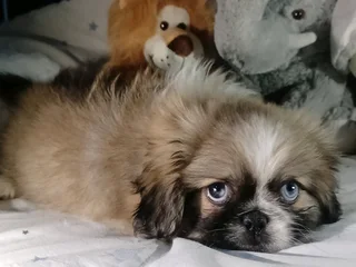 Stunning miniature pekingese puppies