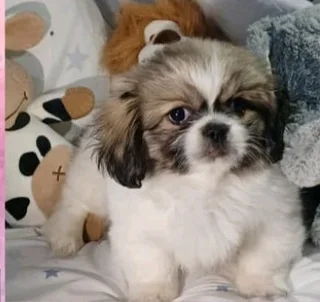 Last miniature pekingese puppies left!!!