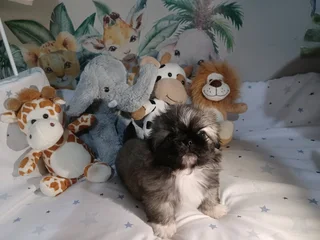 Last miniature pekingese puppies left!!!