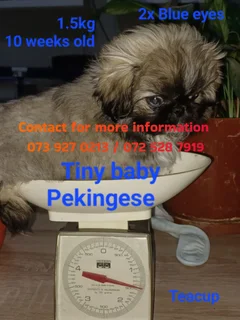 Teacup male pekingese puppy for sale