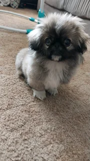 1 male teacup pekingese puppy available