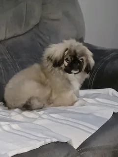 Blue eyed male teacup pekingese puppy available