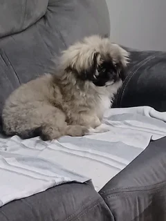 Blue eyed male teacup pekingese puppy available