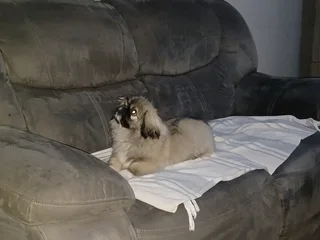 Blue eyed male teacup pekingese puppy available