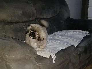 Blue eyed male teacup pekingese puppy available