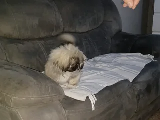 Blue eyed male teacup pekingese puppy available