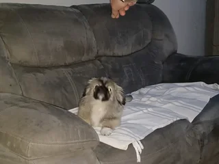 Blue eyed male teacup pekingese puppy available