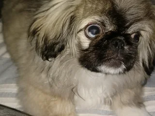 Blue eyed male teacup pekingese puppy available