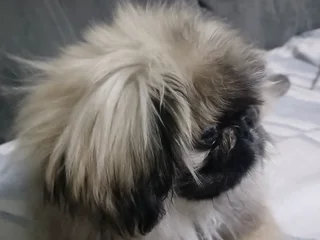 Blue eyed male teacup pekingese puppy available