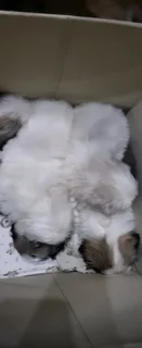 Regisrered miniature/teacup Pekingese Puppies available