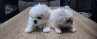 Regisrered miniature/teacup Pekingese Puppies available