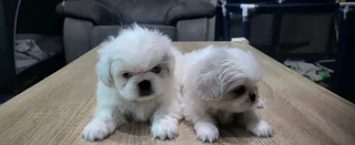 Regisrered miniature/teacup Pekingese Puppies available