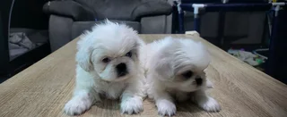 Regisrered miniature/teacup Pekingese Puppies available