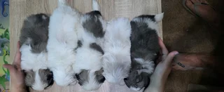 Regisrered miniature/teacup Pekingese Puppies available
