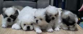 Regisrered miniature/teacup Pekingese Puppies available
