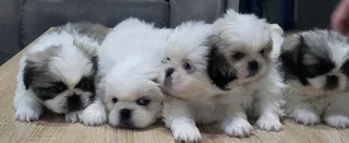 Regisrered miniature/teacup Pekingese Puppies available