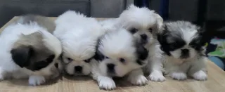 Regisrered miniature/teacup Pekingese Puppies available