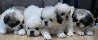 Regisrered miniature/teacup Pekingese Puppies available
