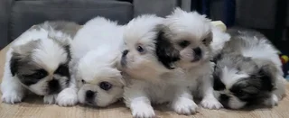Regisrered miniature/teacup Pekingese Puppies available
