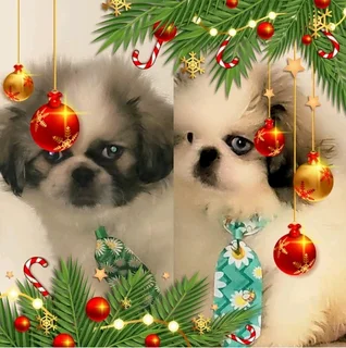 Registered male miniature Pekingese Puppies