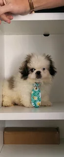 Registered male miniature Pekingese Puppies