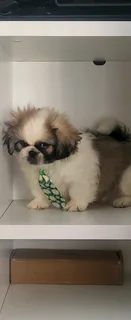 Registered male miniature Pekingese Puppies