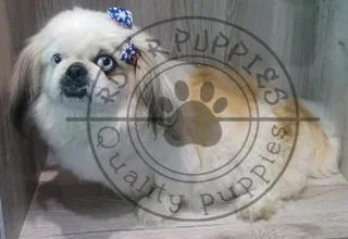 Registered male miniature Pekingese Puppies
